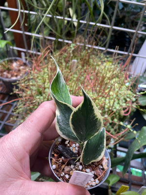 Hoya polynura albo marginata