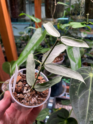 Hoya pandurata 'Tsiang Silver'