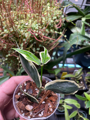 Hoya polynura albo marginata
