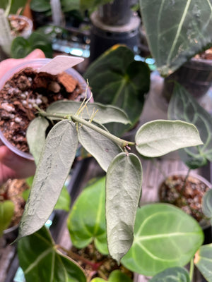 Hoya pandurata 'Tsiang Silver'