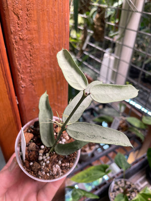 Hoya pandurata 'Tsiang Silver'