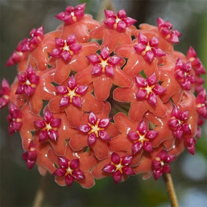 Hoya benguetensis