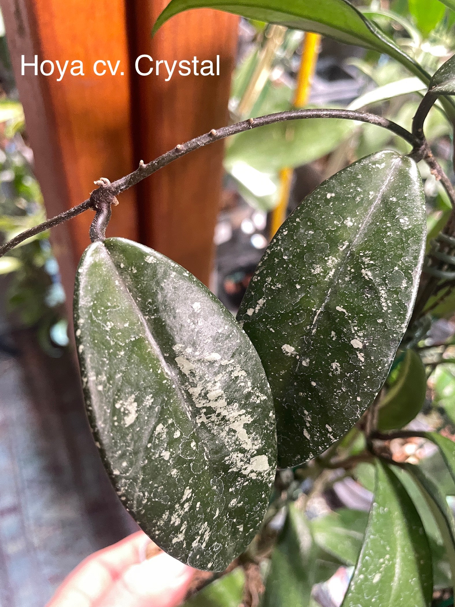 Hoya cv. Crystal (carnosa X pubicalyx 'Pink Silver') - Flori