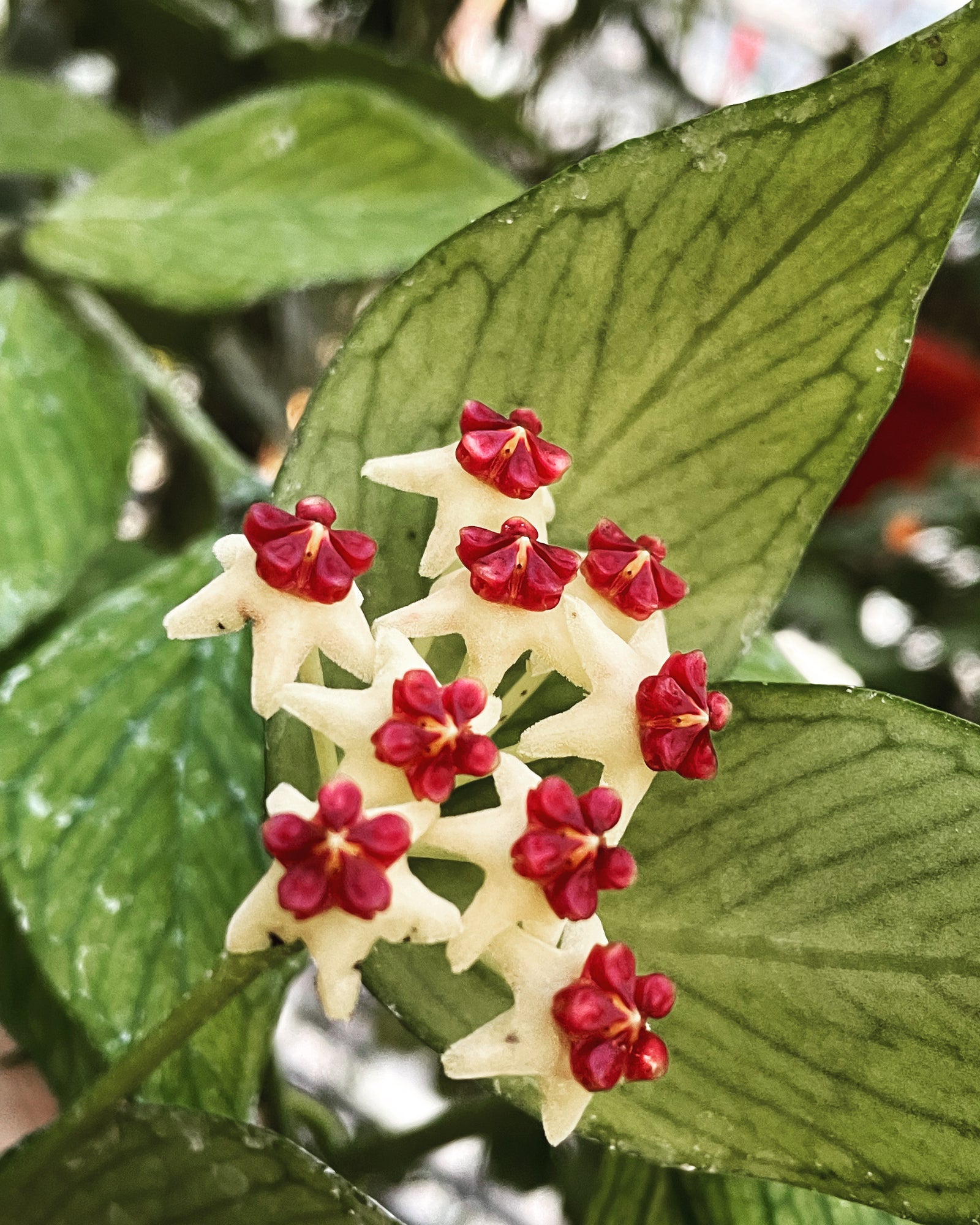 Hoya polyneura (some speckles)