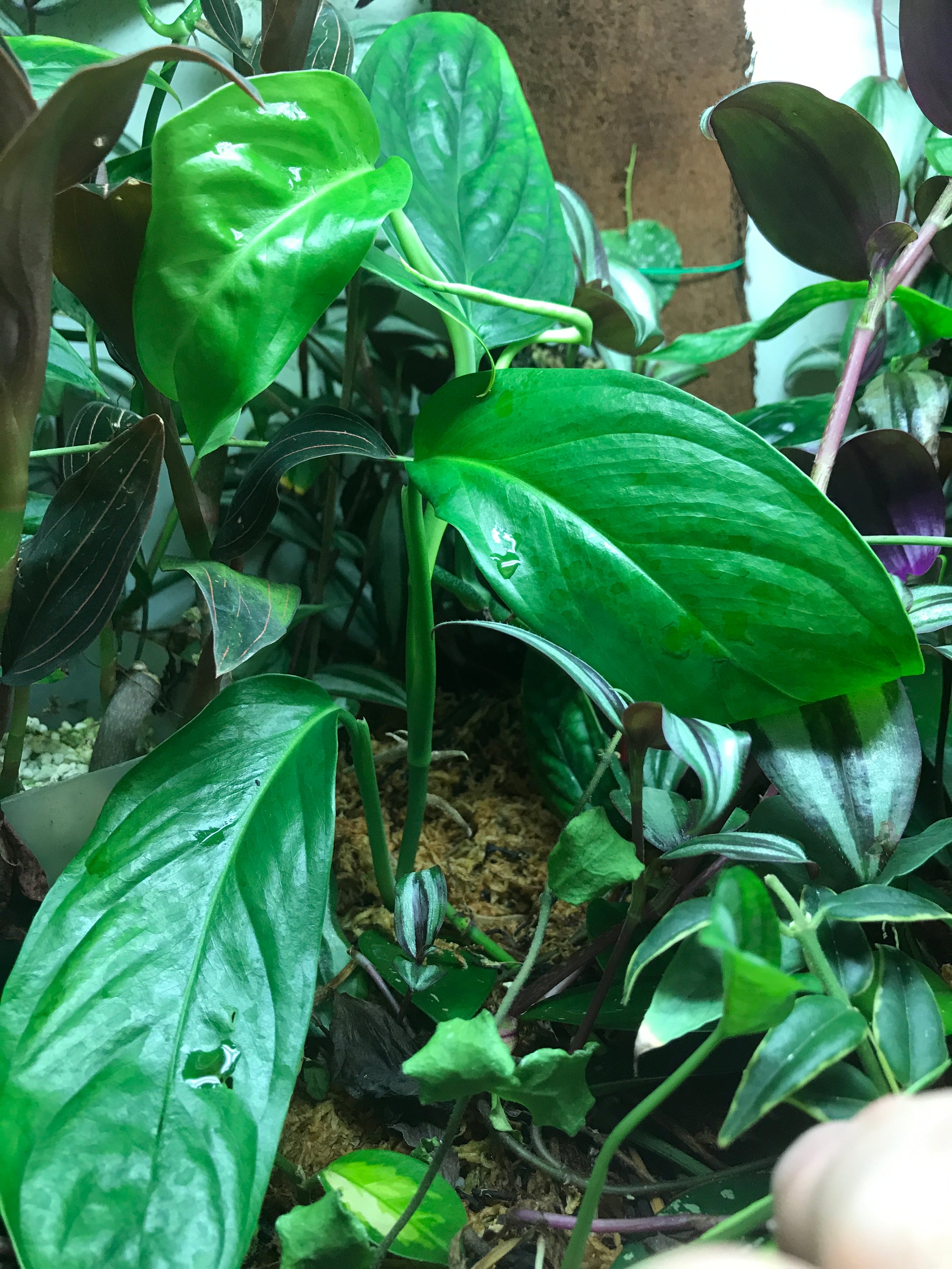 monstera bolivia Monstera obliqua Bolivian form