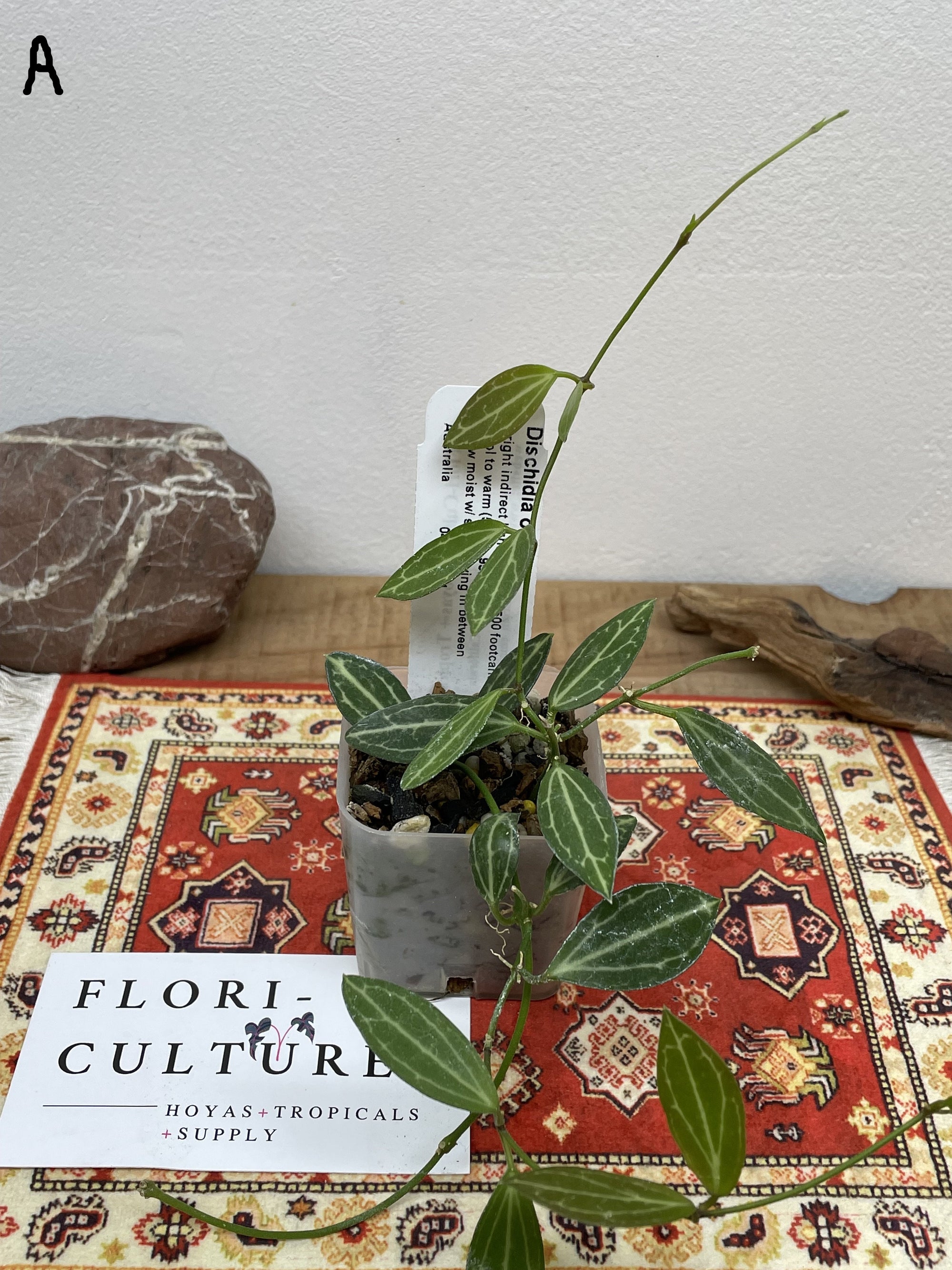 Octagonal Plastic Baskets - Flori-Culture Tropical Nursery + Hoya + Supply