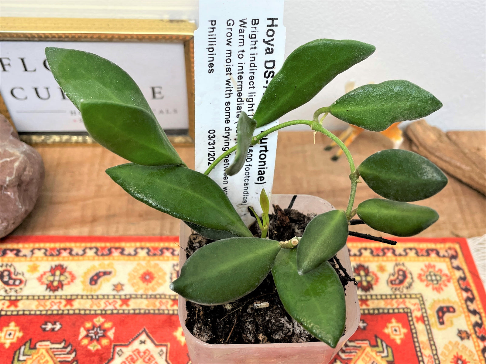 Hoya DS-70 (aff. burtoniae)