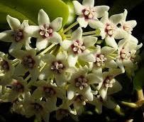   Hoya australis  