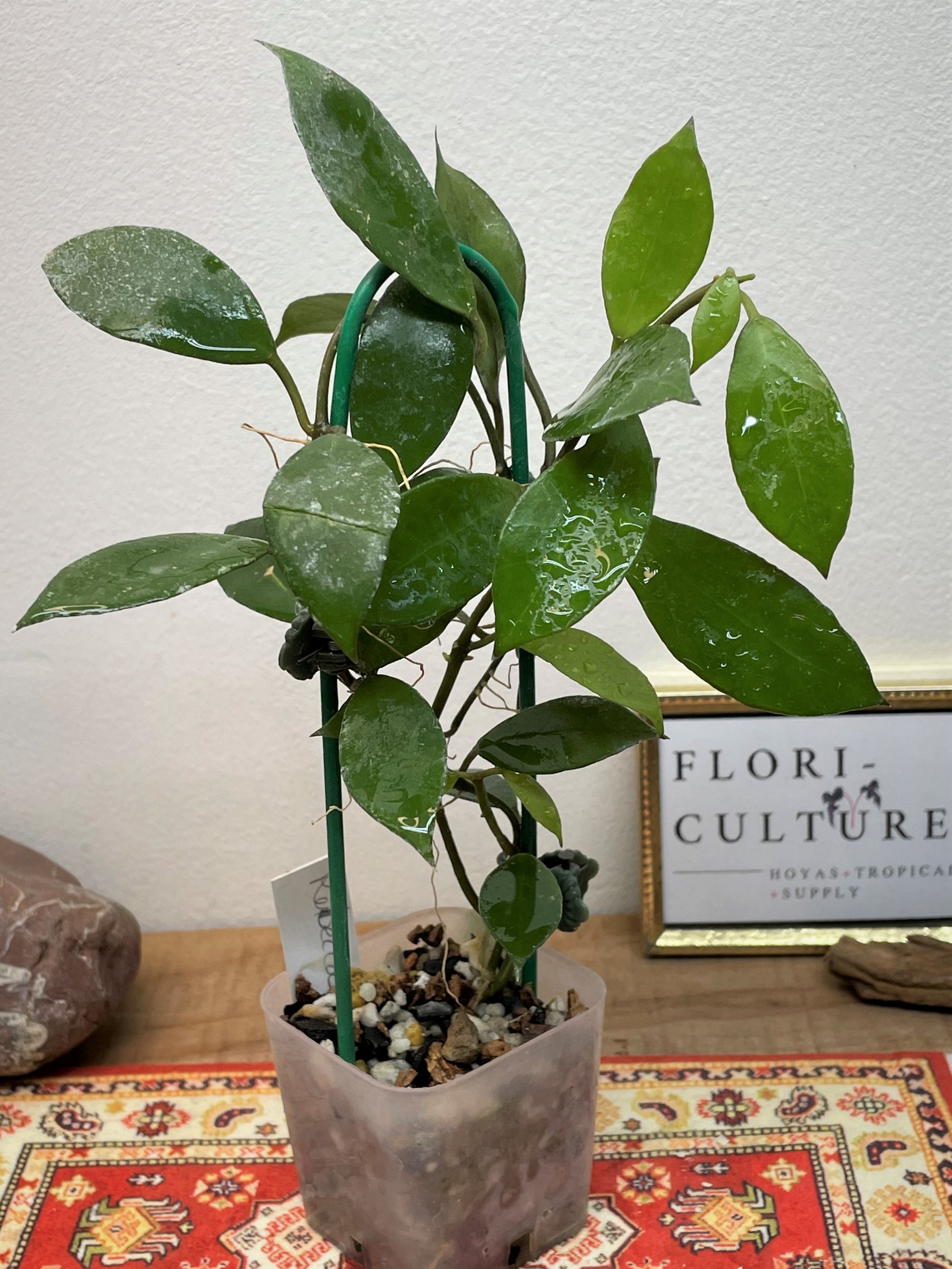 Hoya cv. Jennifer (incrassata X finlaysonii) - Flori-Culture Tropical  Nursery + Hoya + Supply