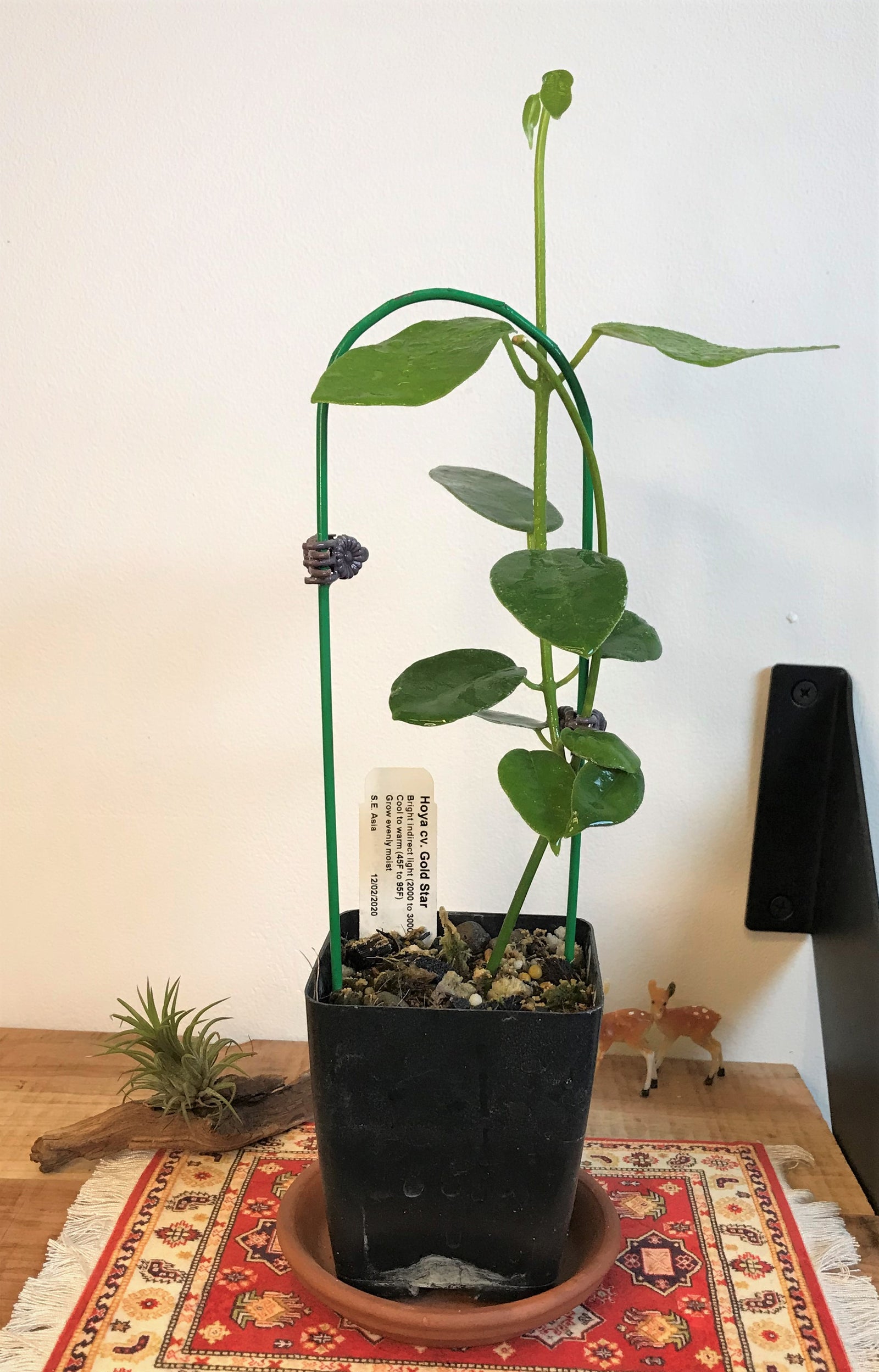 Hoya cv. Gold Star (Eriostemma)