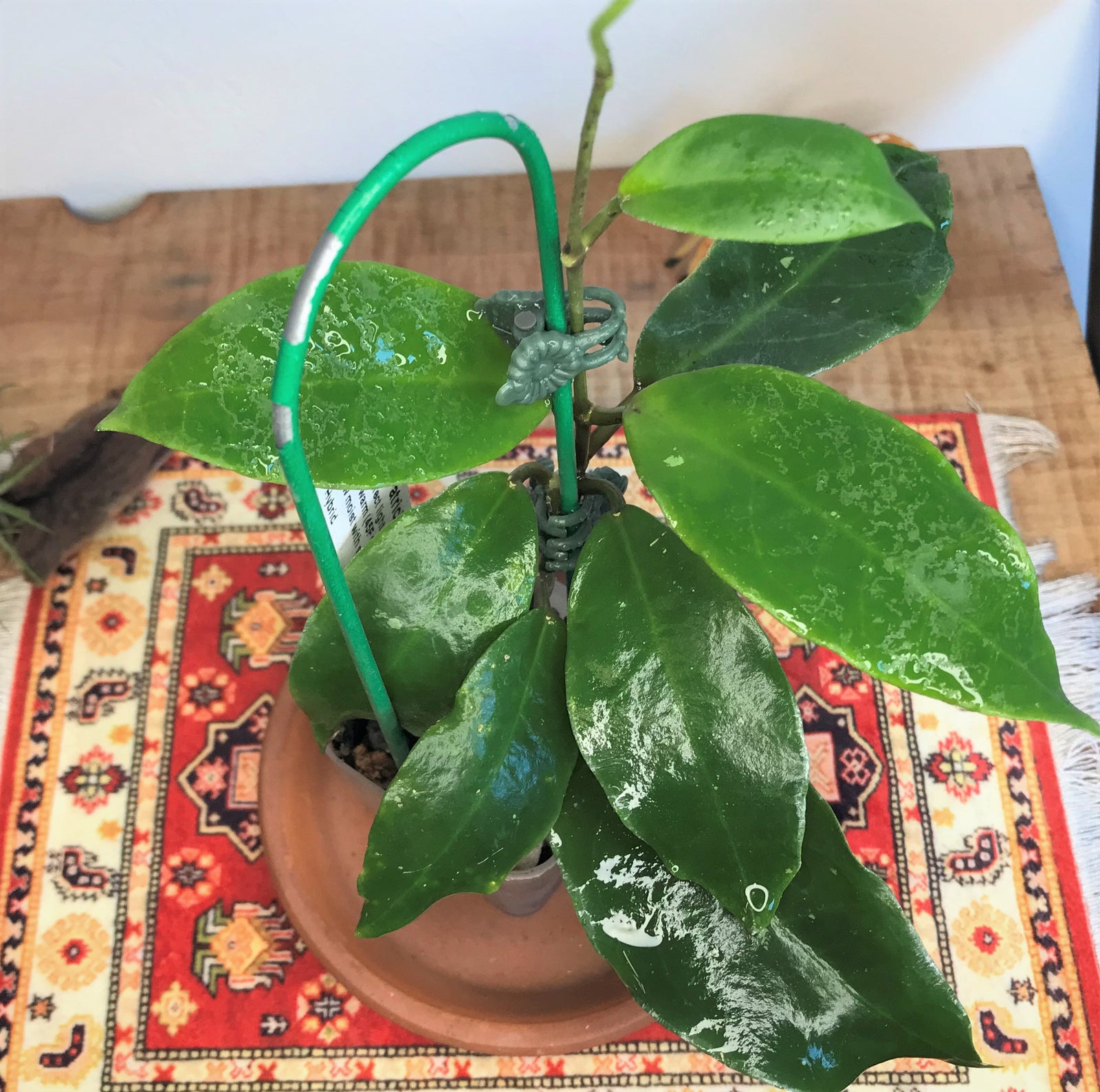 Hoya cv. Patricia (darwinii X elliptica)