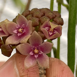 Hoya hanhiae Pink