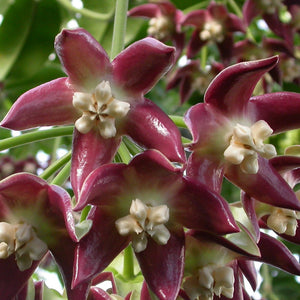 Hoya imperialis