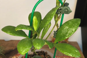 Hoya incurvula