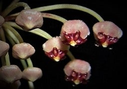 Hoya incurvula