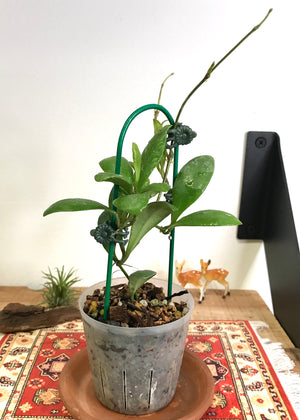 Hoya incurvula