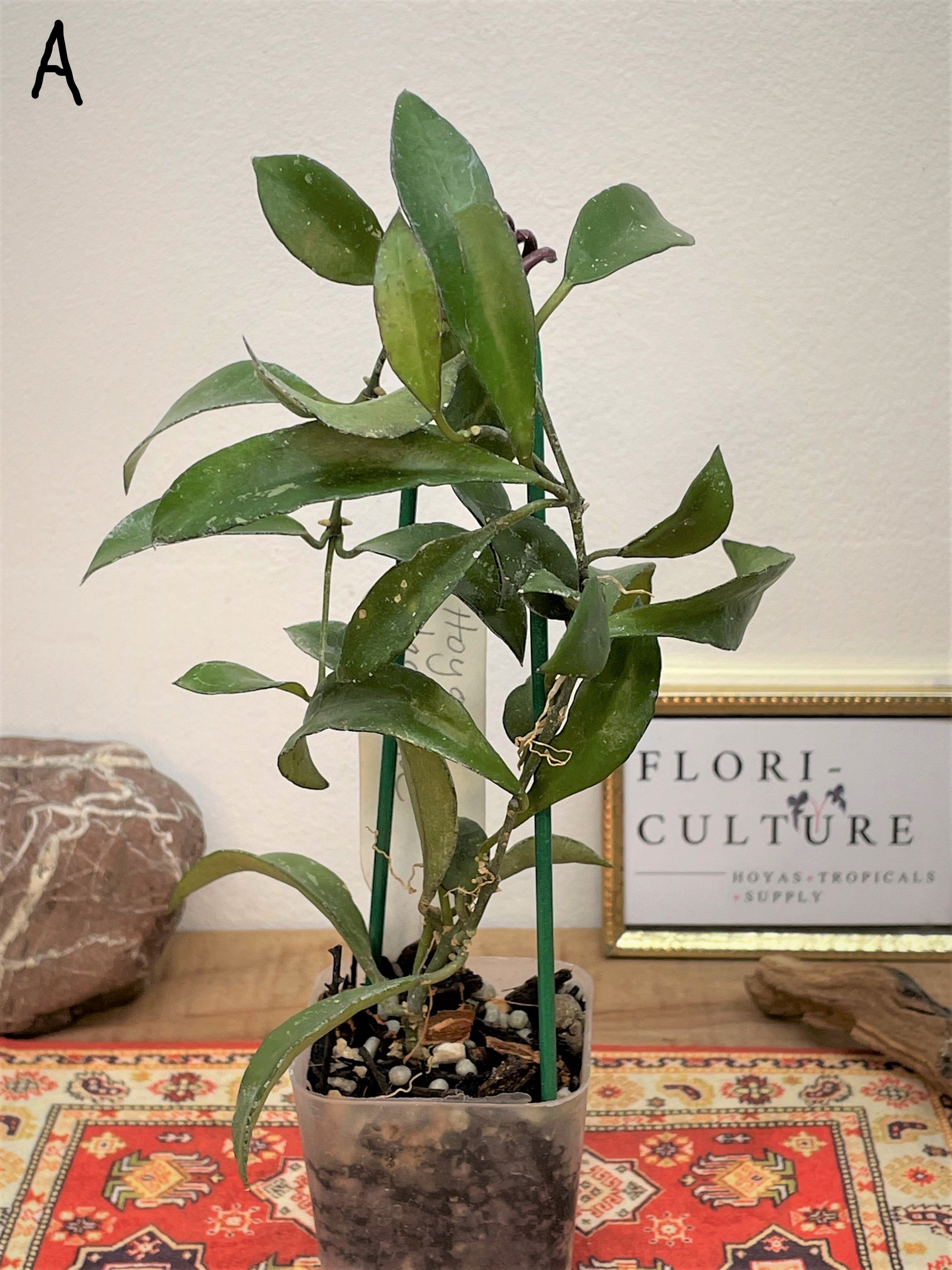 Hoya & Dischida Tagged fragrant hoya - Flori-Culture Tropical Nursery +  Hoya + Supply