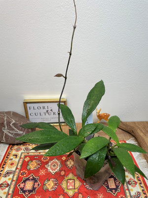Hoya micrantha