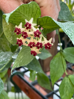 Hoya polyneura (some speckles)