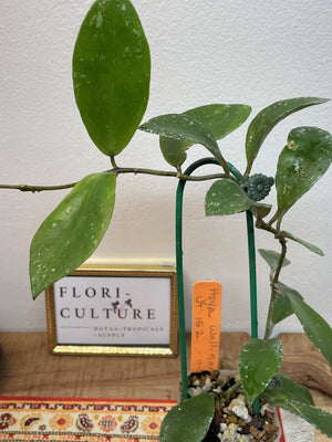 Hoya walliniana UT-152