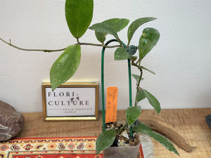 Hoya walliniana UT-152