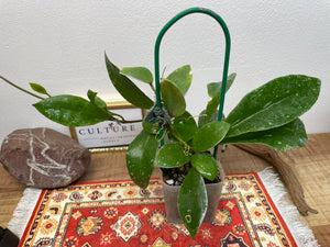 Hoya walliniana UT-152