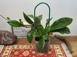 Hoya walliniana UT-152