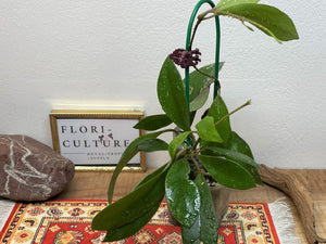 Hoya walliniana UT-152