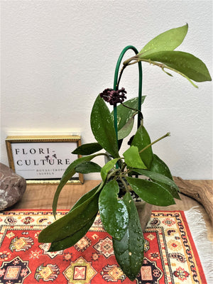 Hoya walliniana UT-152