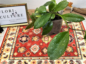 Hoya walliniana UT-152