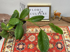 Hoya walliniana UT-152