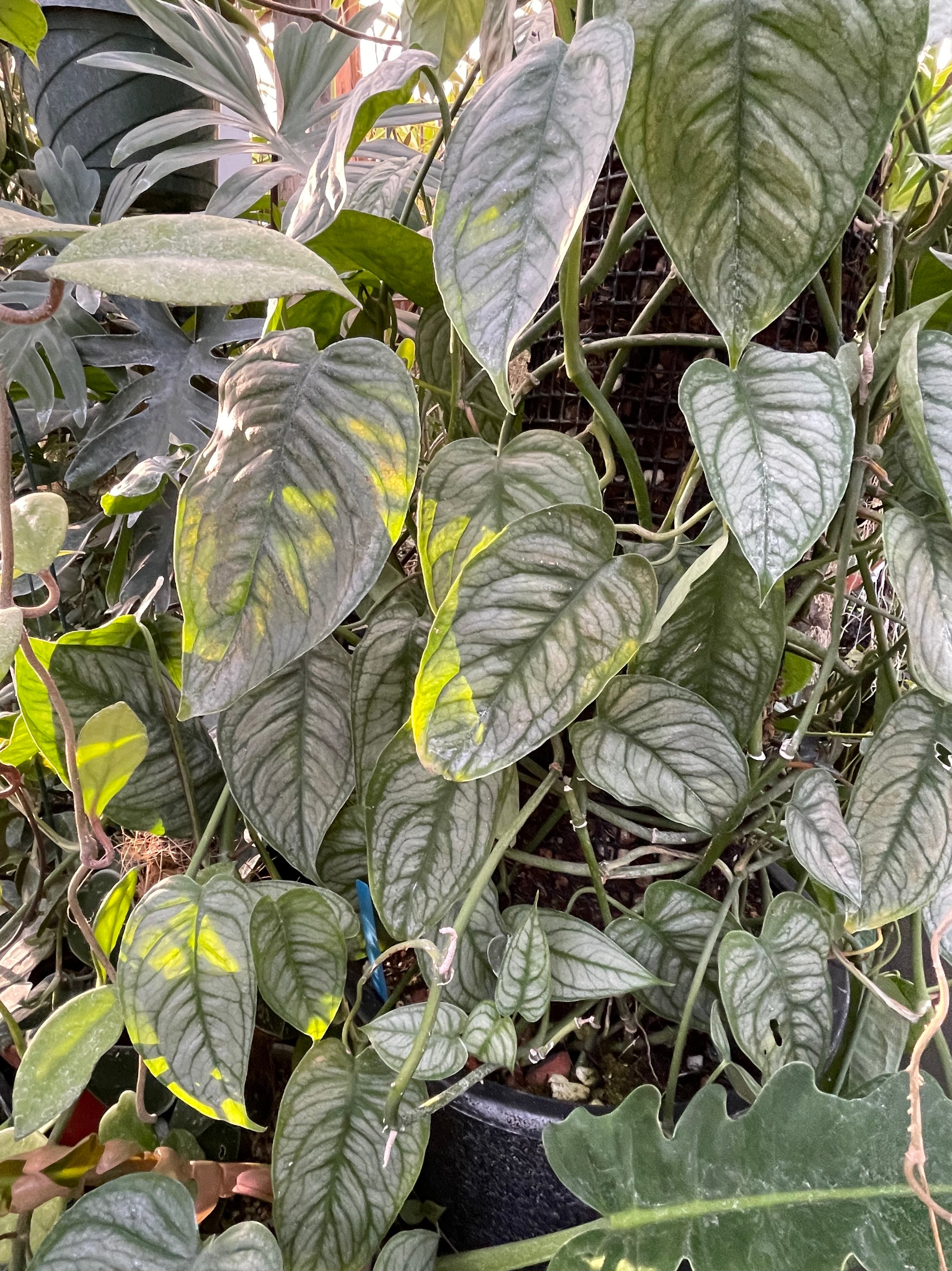 philodendron el salvador Monstera siltepecana 'El Salvador'