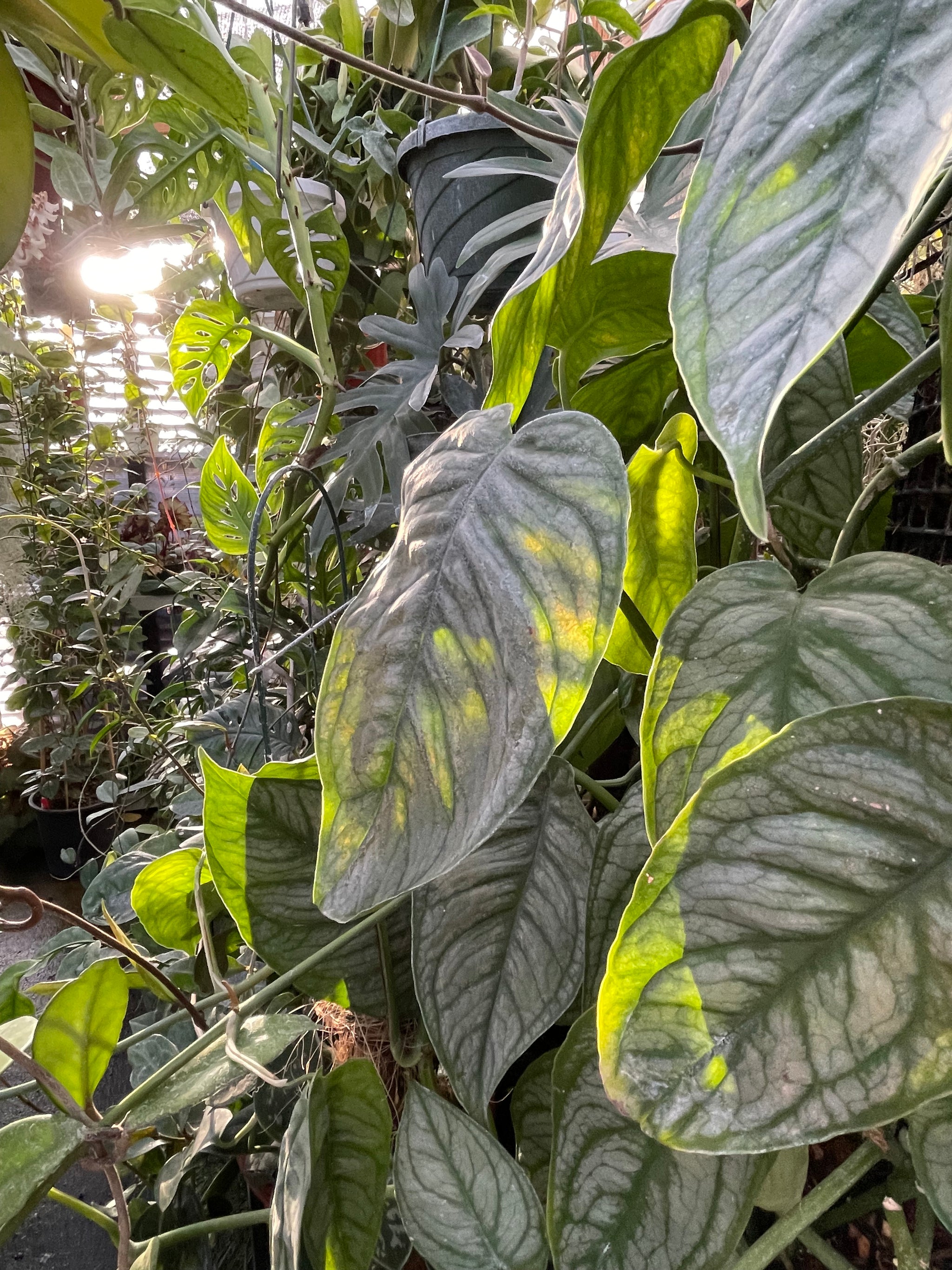 monstera siltepecana el salvador for sale Monstera siltepecana 'El Salvador'