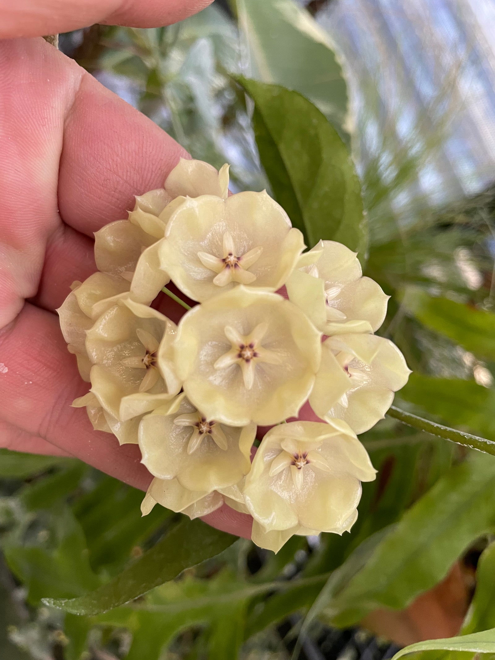 Hoya campanulata