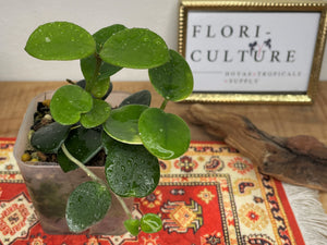 Hoya cv. Mathilde (carnosa x serpens)