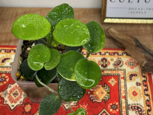 Hoya cv. Mathilde (carnosa x serpens)