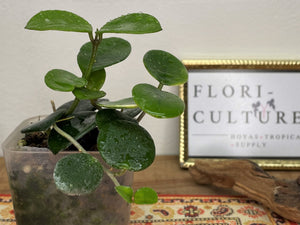 Hoya cv. Mathilde (carnosa x serpens)
