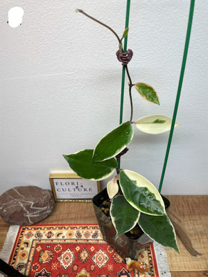 Hoya carnosa tricolor 'Krimson Queen'