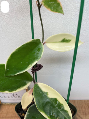 Hoya carnosa tricolor 'Krimson Queen'