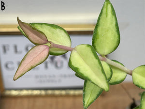 Hoya lanceolata ssp. bella variegata 'Luis Bois'