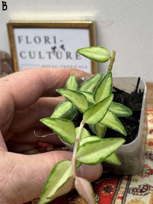 Hoya lanceolata ssp. bella variegata 'Luis Bois'