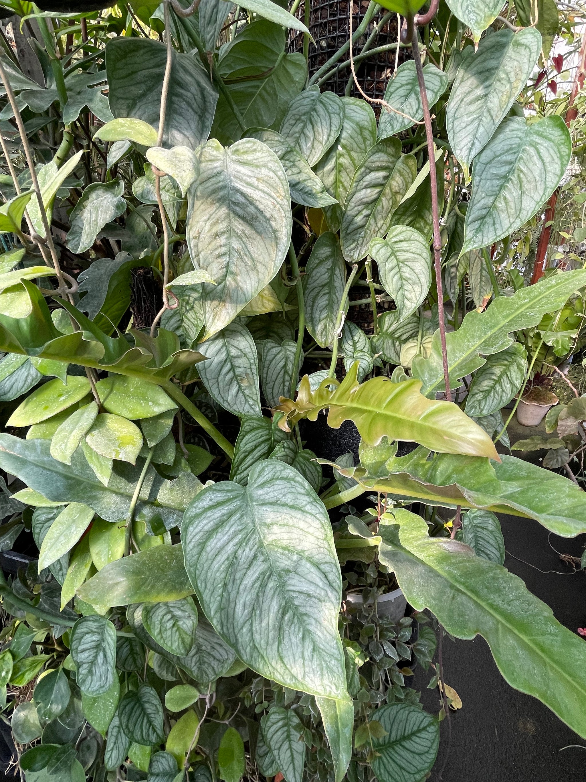 monstera siltepecana 'el salvador Monstera siltepecana 'El Salvador'