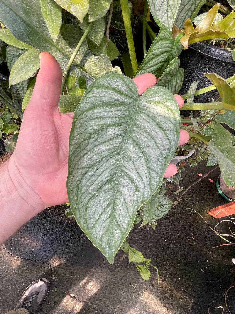 monstera el salvador Monstera siltepecana 'El Salvador'
