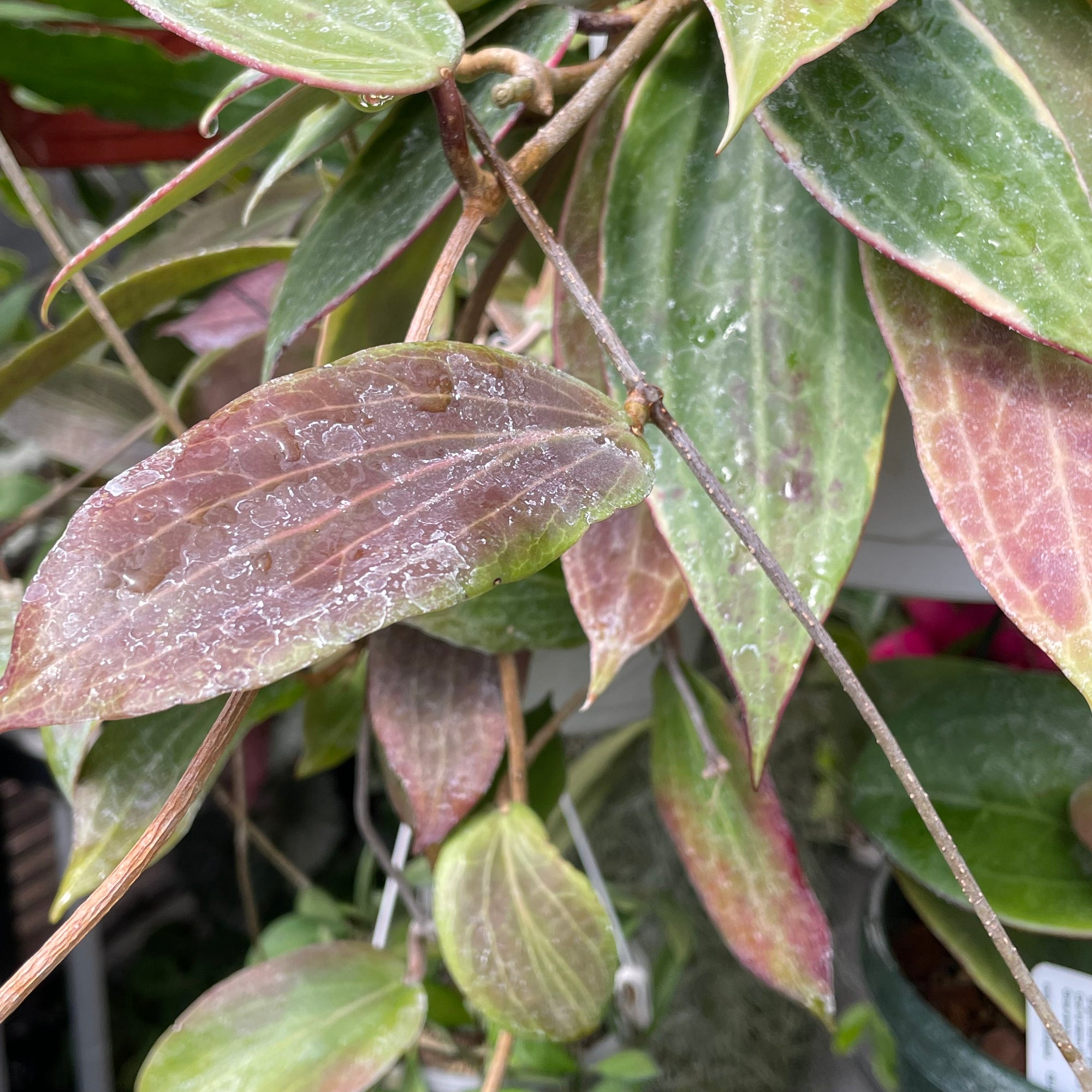 Hoya benguetensis