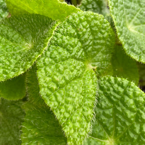 Begonia staudtii (microsperma)