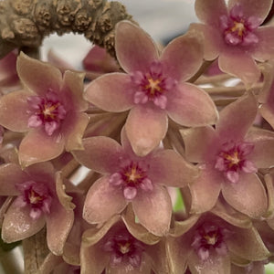 Hoya hanhiae Pink