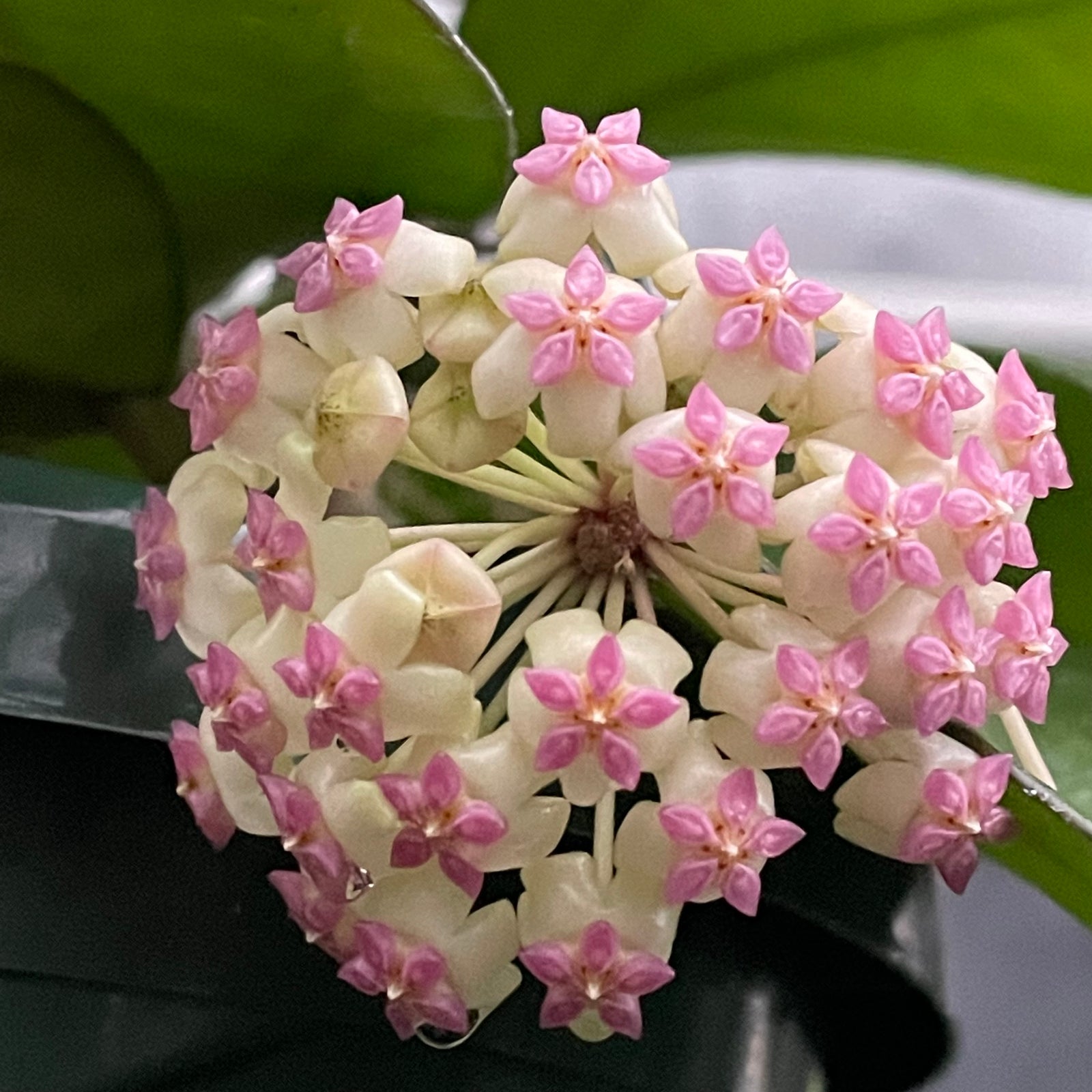 Hoya cv. Patcharawalai