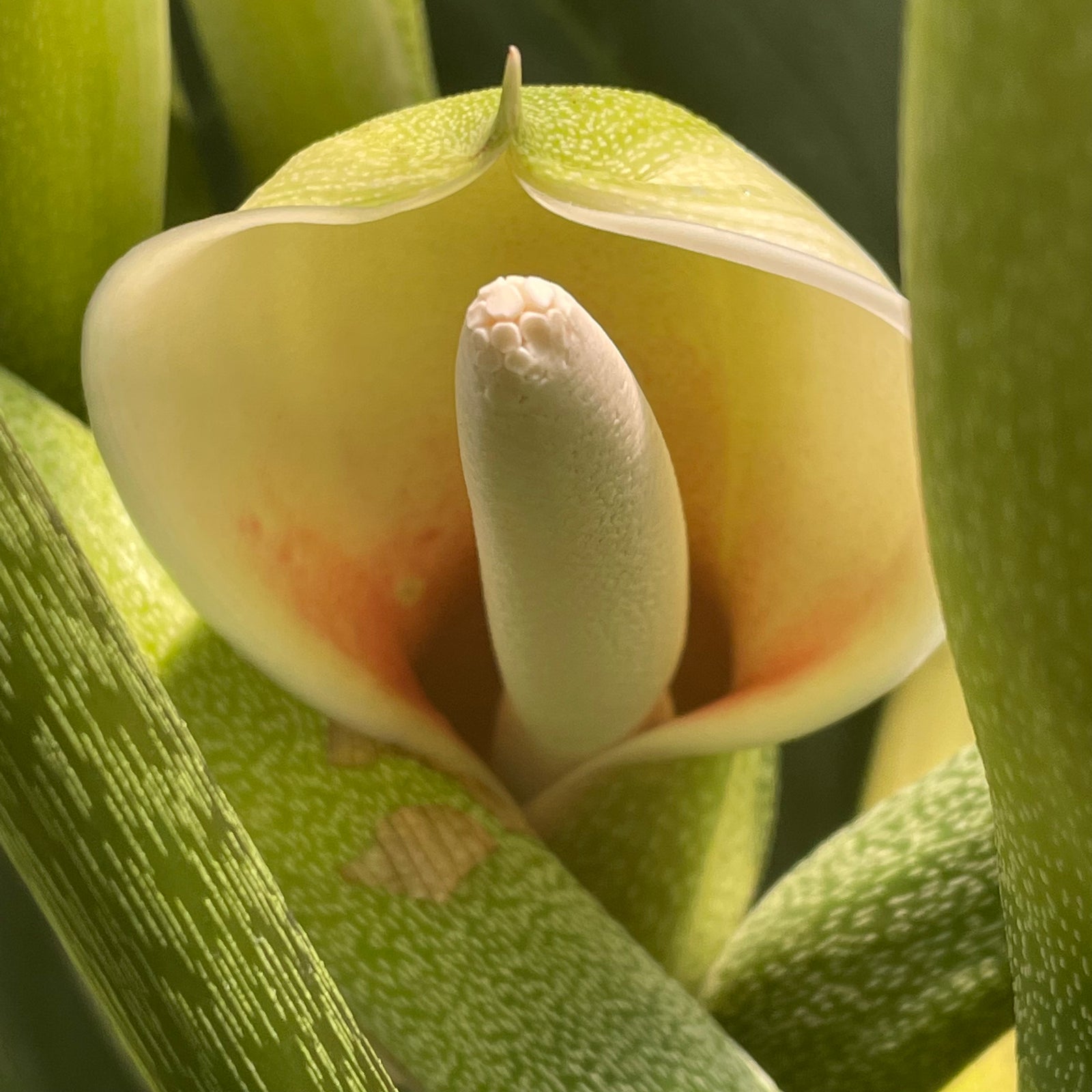 Philodendron Splendid (verrucosum x melanochrysum)