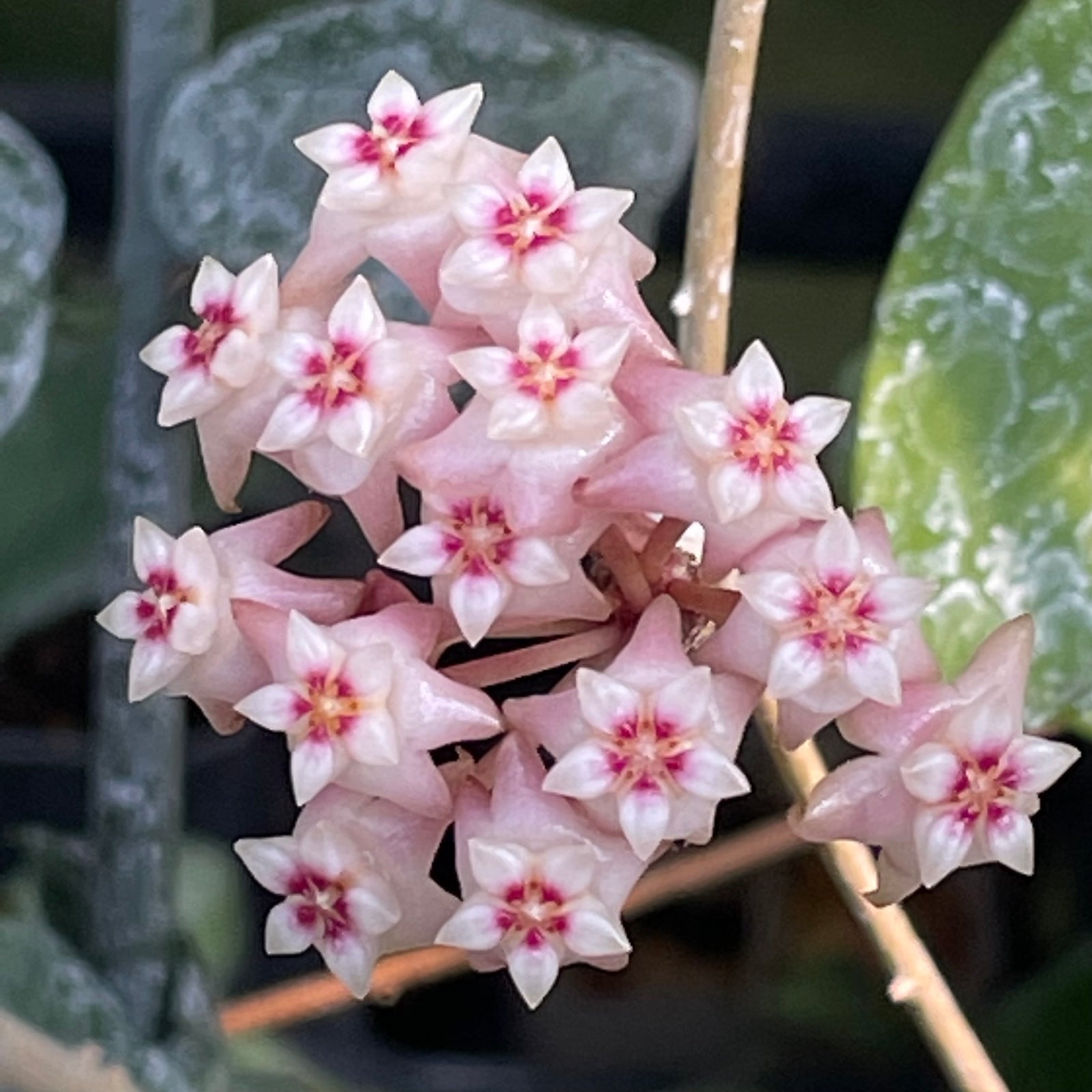Hoya verticillata (parasitica Pink)