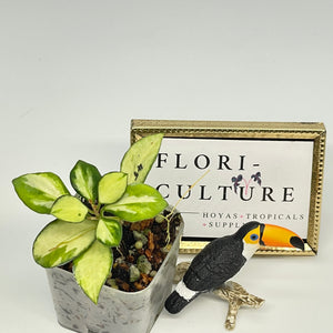 Hoya heuschkeliana variegata